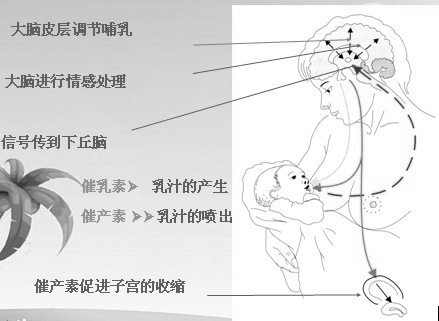 北京正規(guī)的月嫂公司